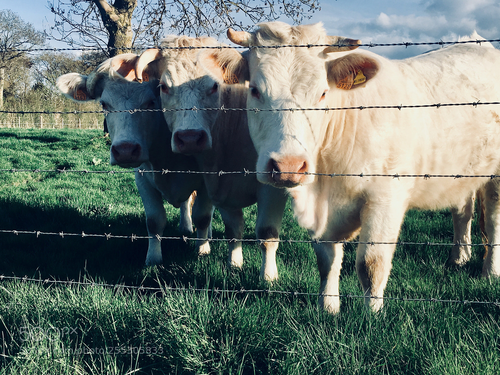 Apple iPhone 6s sample photo. Les copines  photography