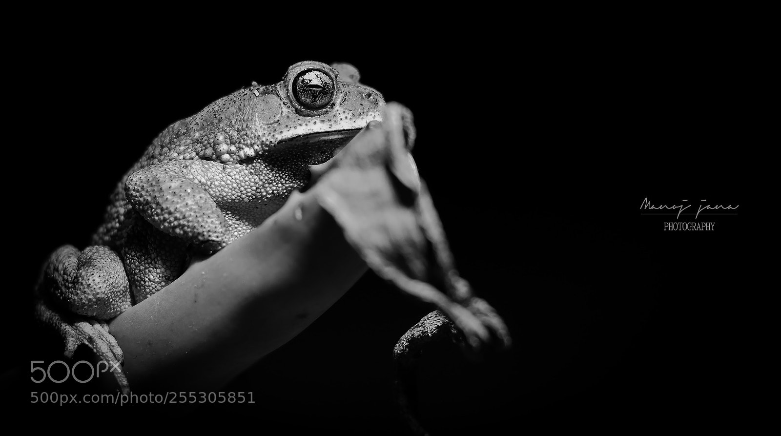 Canon EOS 80D sample photo. Toad photography