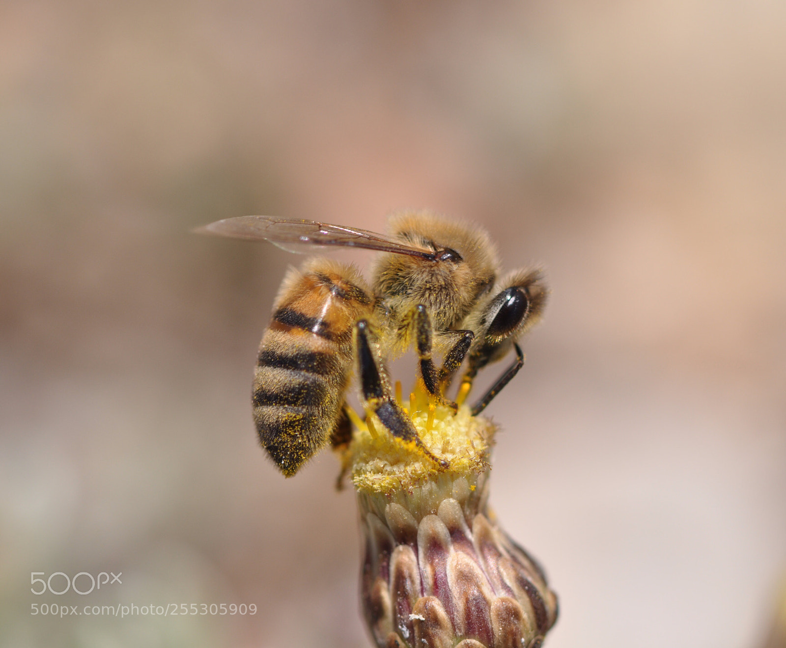 Nikon D90 sample photo. Bee collecting pollen photography