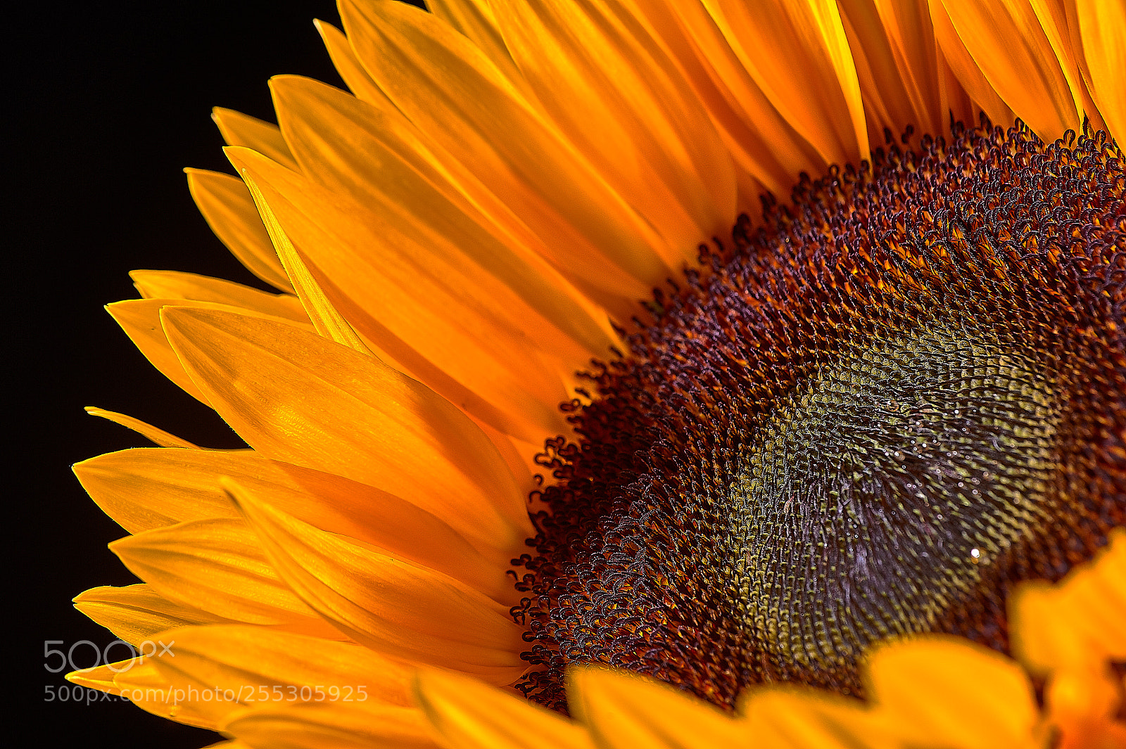 Nikon D700 sample photo. Sunrise photography