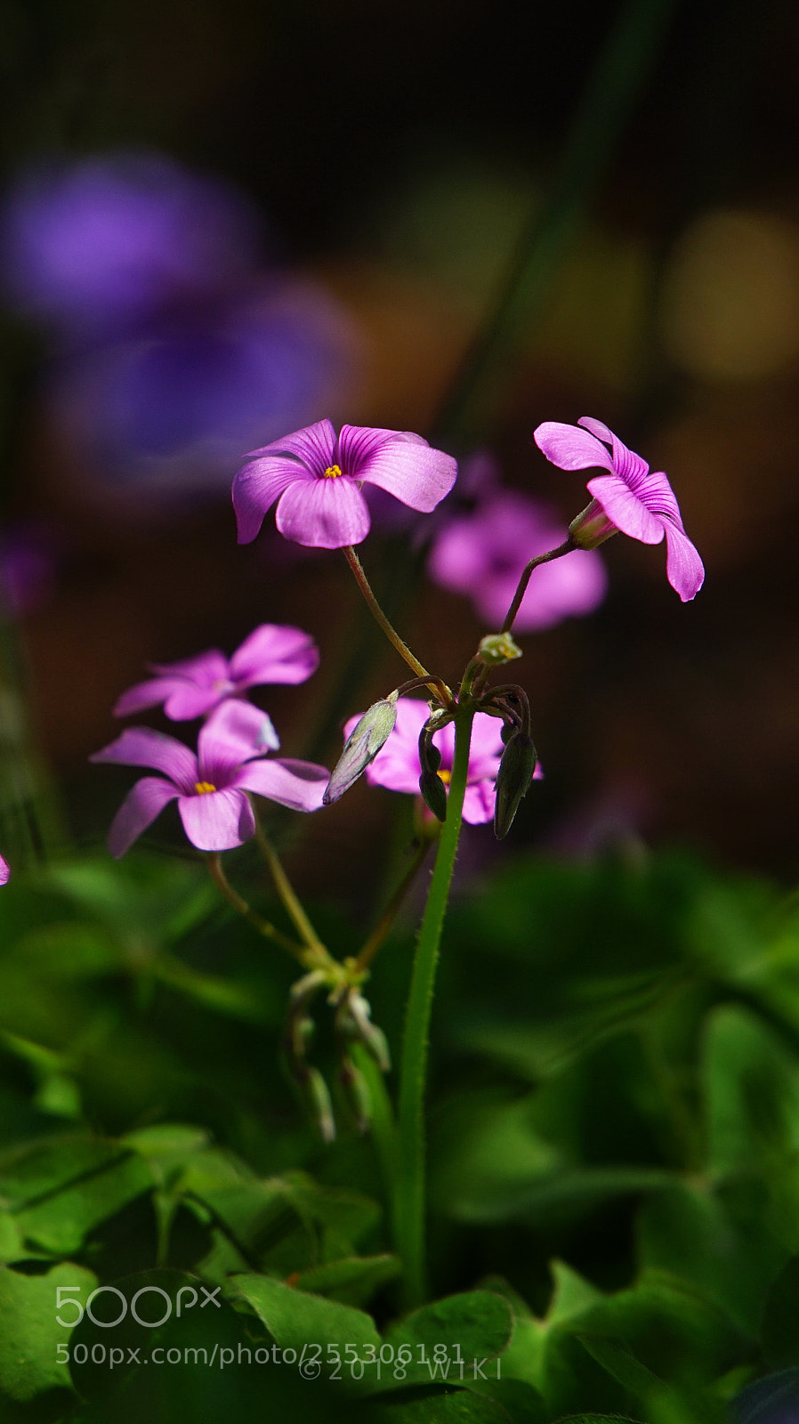 Sony a5100 sample photo. 酢浆草 photography