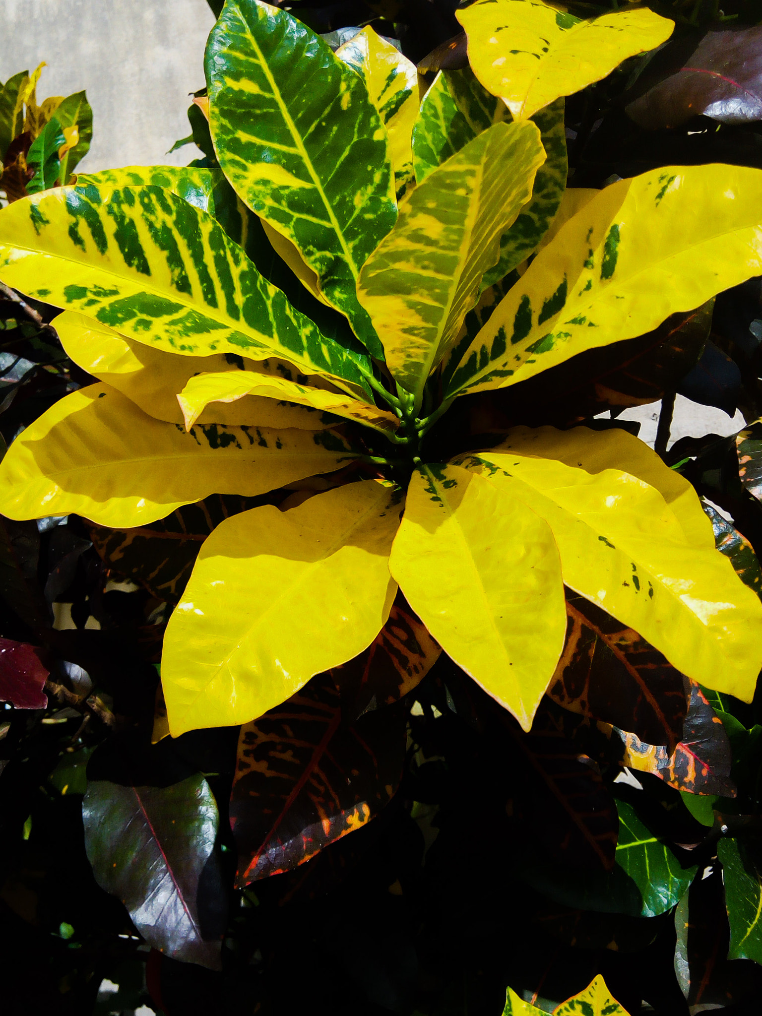 Infinix HOT5 sample photo. Flower photography
