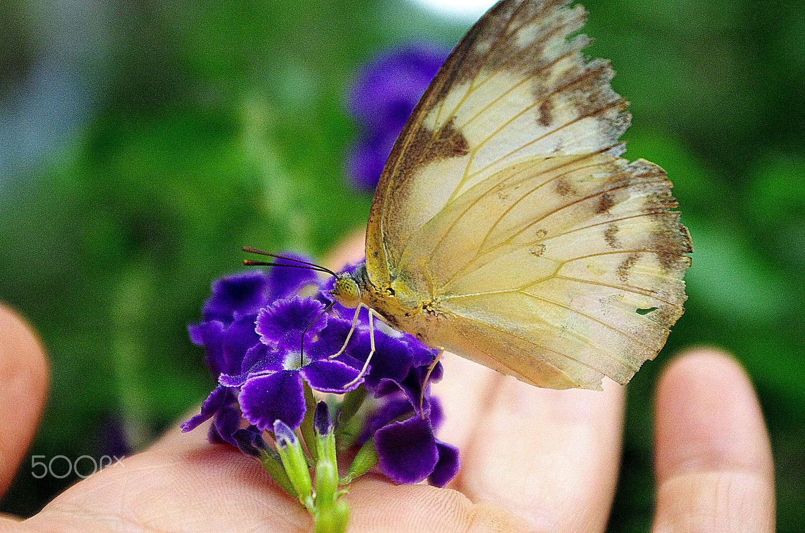 Pentax smc DA 18-55mm F3.5-5.6 AL WR sample photo. Butterffy photography