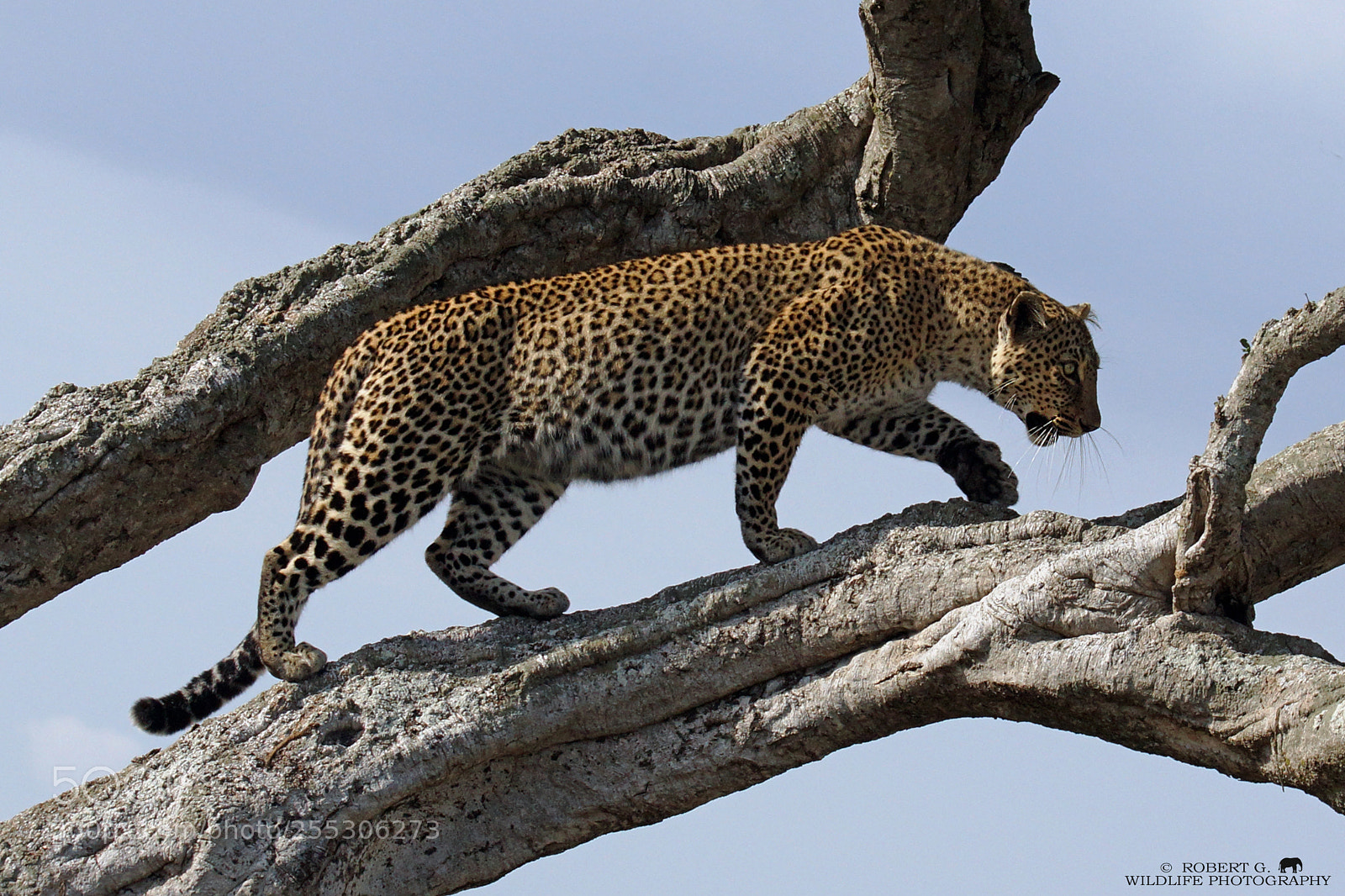 Sony SLT-A77 sample photo. Leopard on tree photography
