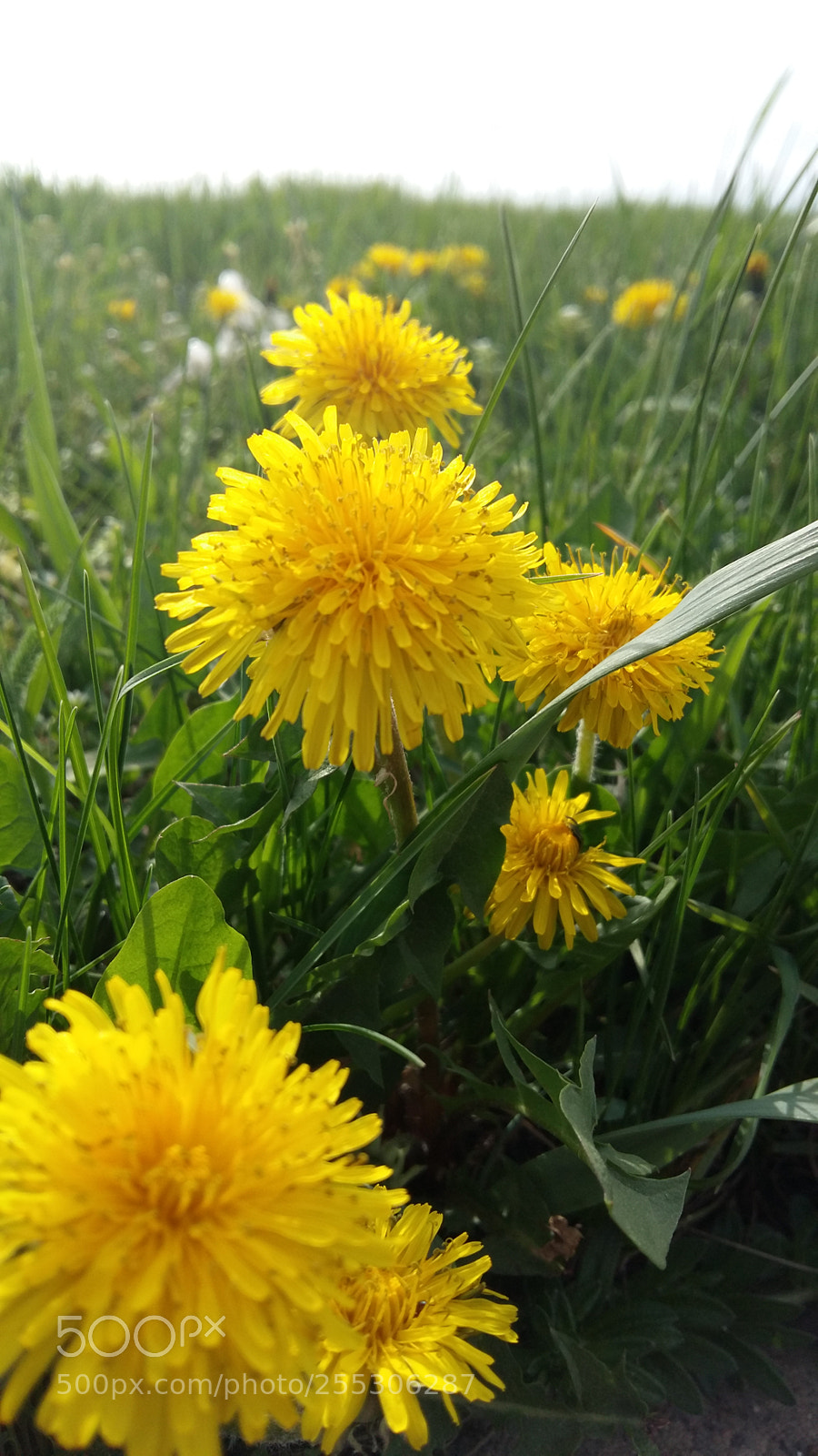 Samsung Galaxy A5 sample photo. Untitled photography