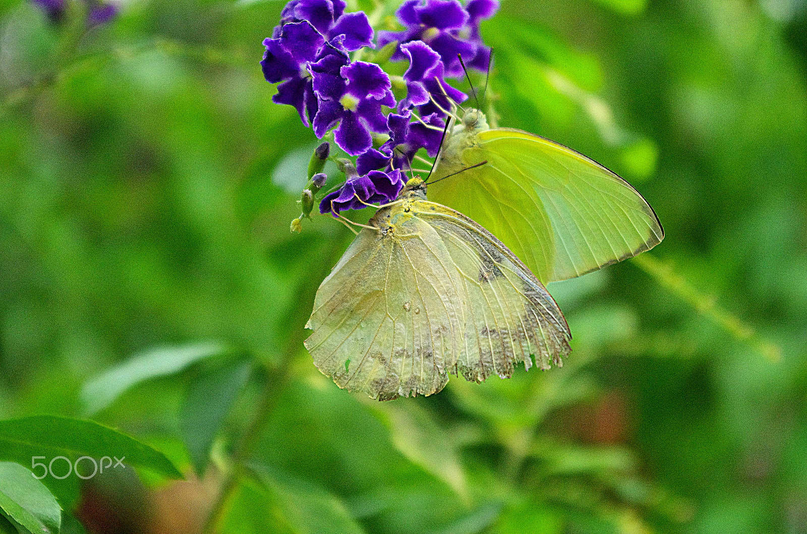 Pentax K-5 IIs + Pentax smc DA 18-55mm F3.5-5.6 AL WR sample photo. Stay with me photography