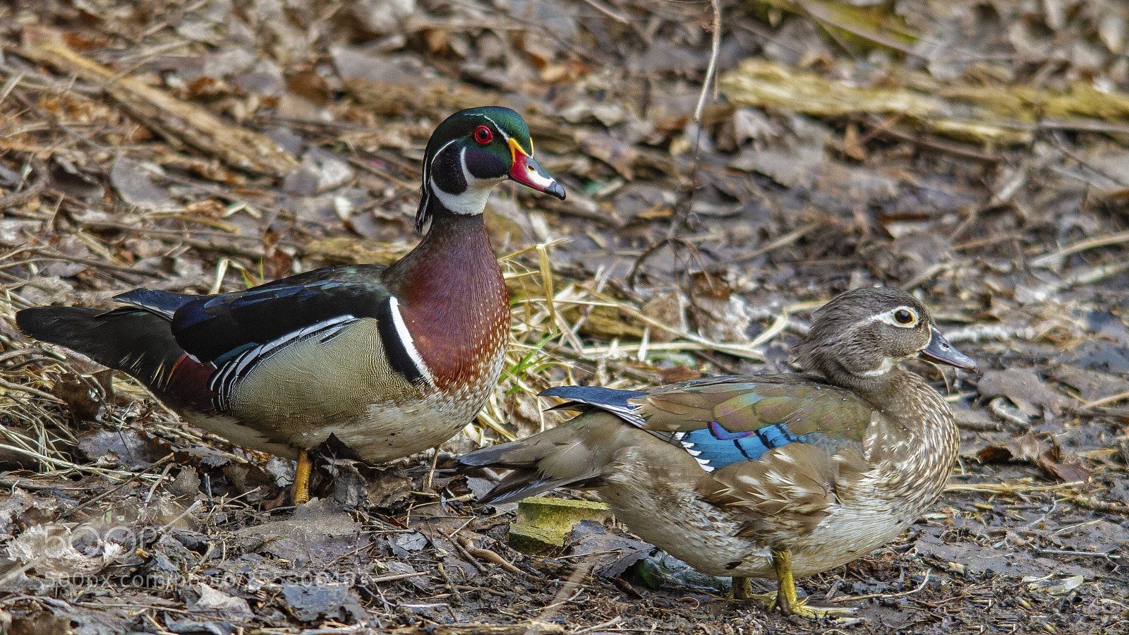 Canon EOS 7D sample photo. Wood duck couple photography