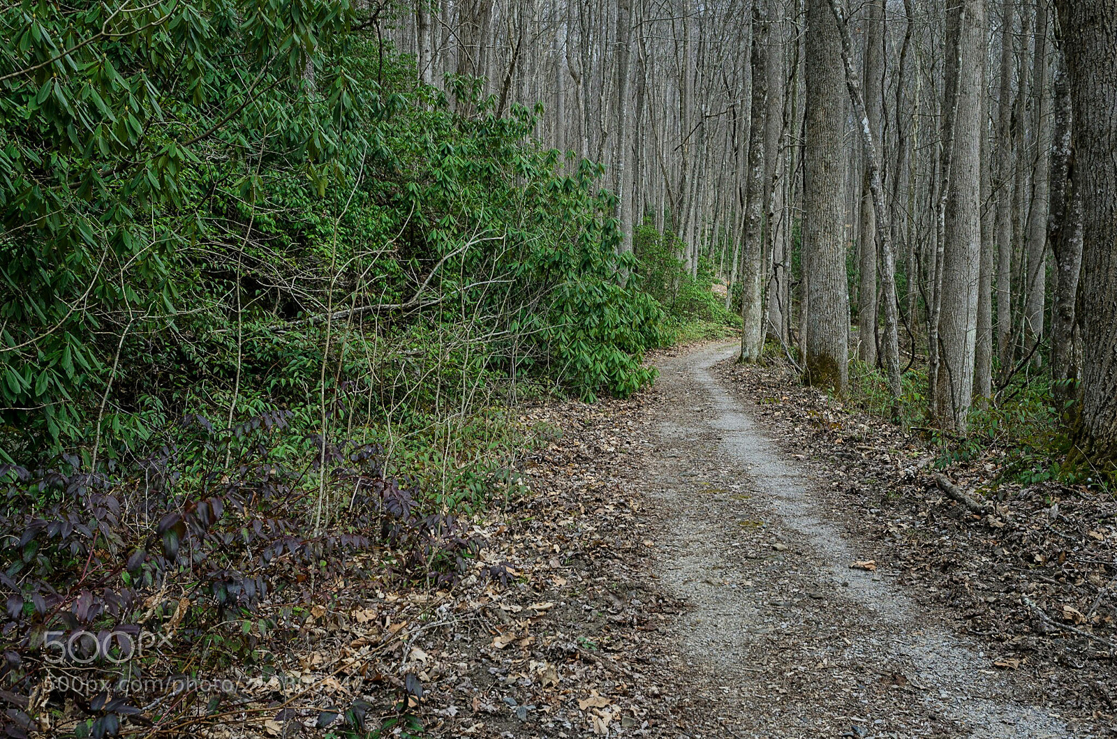 Nikon D7000 sample photo. The innocents on both photography