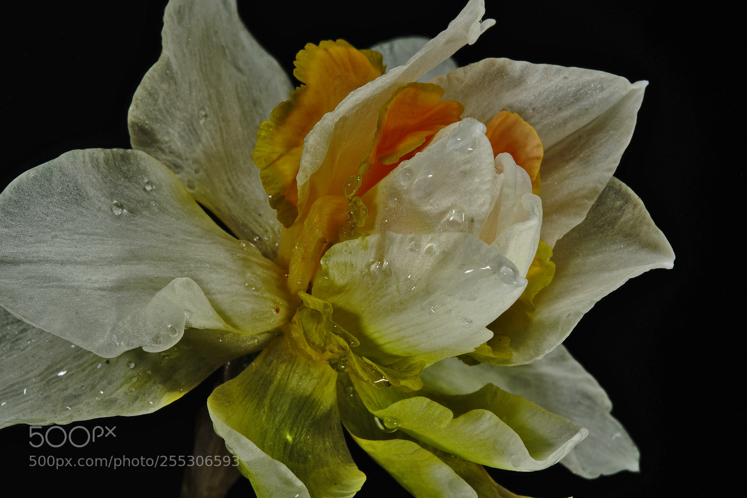 Sony a7R II sample photo. Replete with drops photography