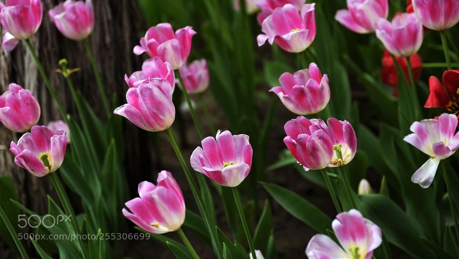 Fujifilm X-Pro1 sample photo. Untitled photography