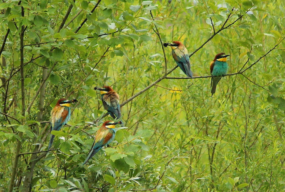 Sigma 150-500mm F5-6.3 DG OS HSM sample photo. Guêpier d'europe merops apiaster - european bee-ea photography