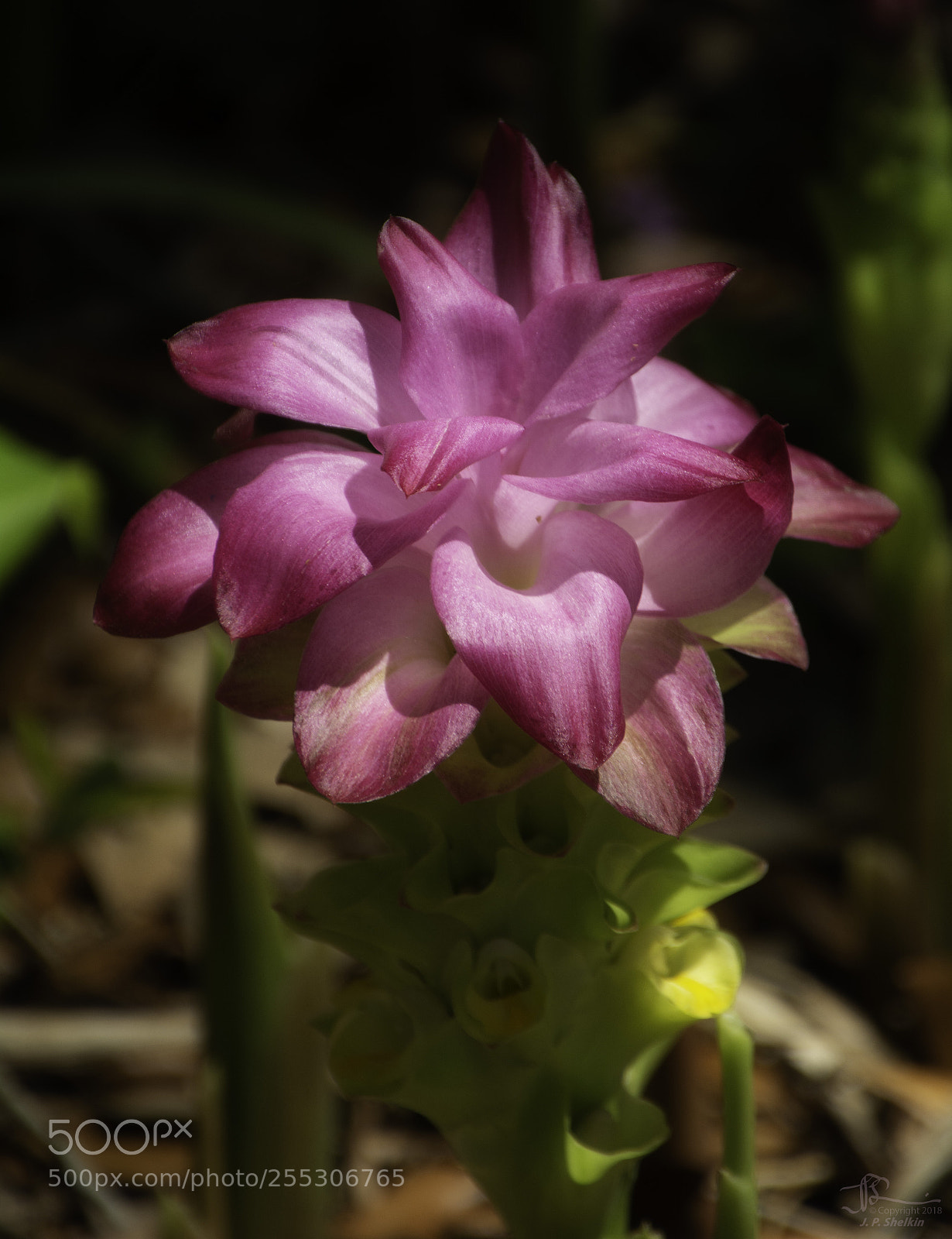 Nikon D7100 sample photo. Purple play photography