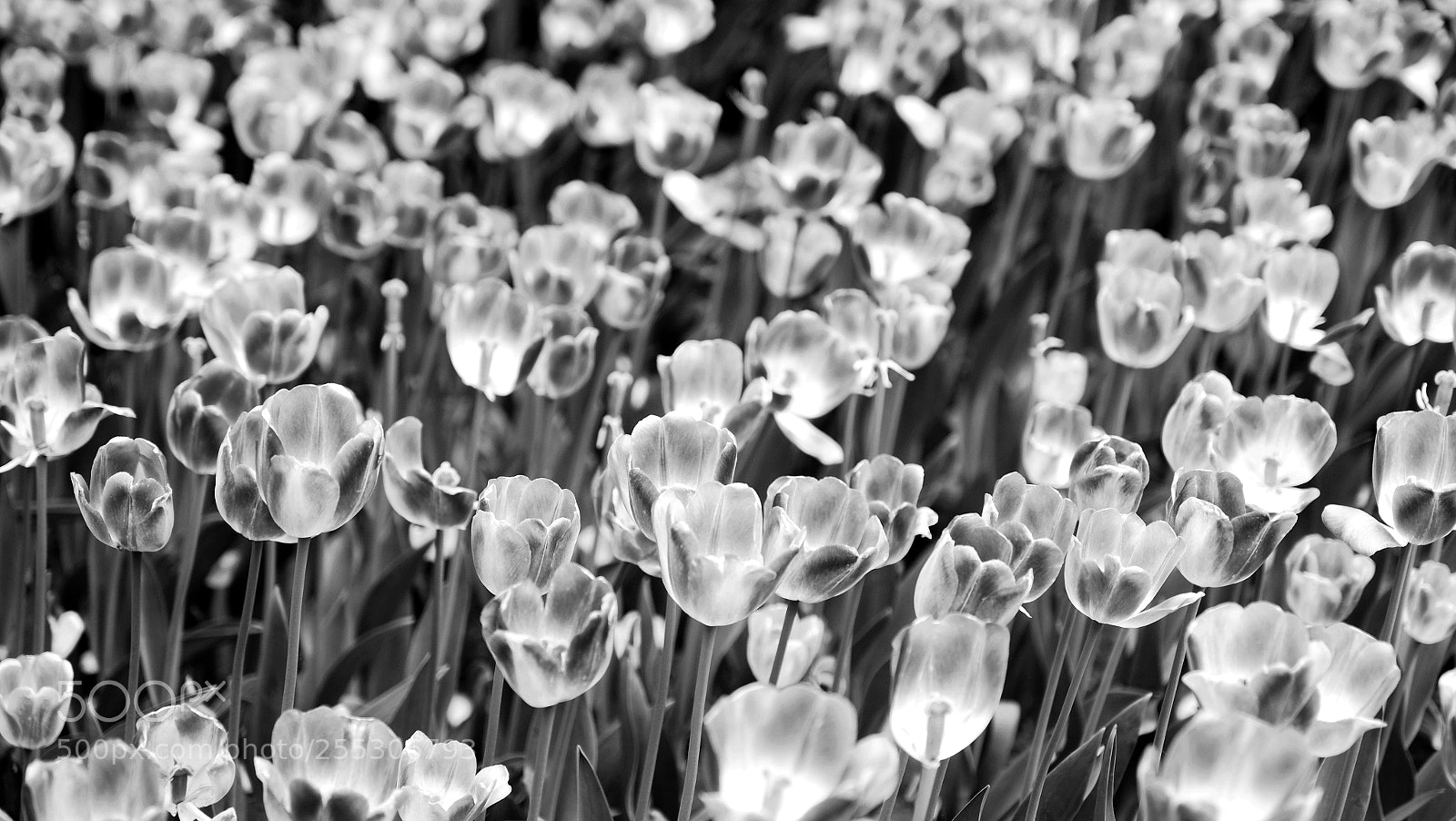 Fujifilm X-Pro1 sample photo. B&w photography