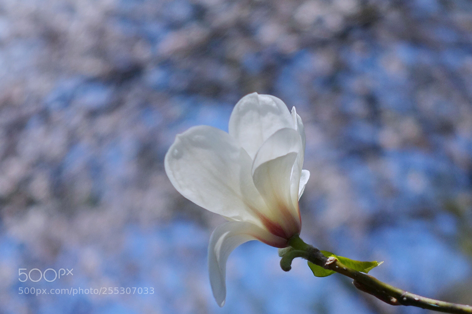 Sony Cyber-shot DSC-RX100 IV sample photo. Feeling of spring photography