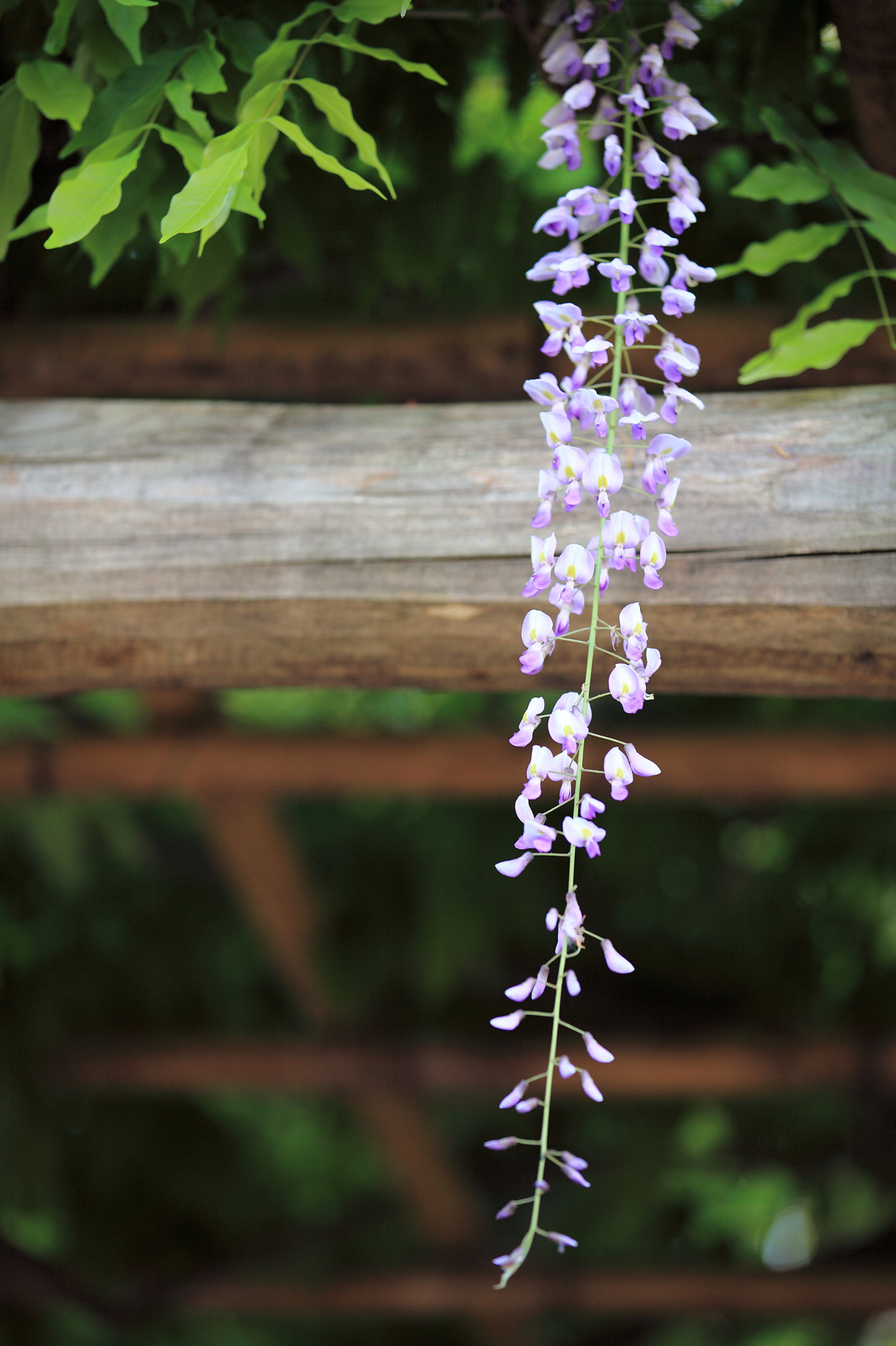 Canon EF 70-200mm F2.8L IS II USM sample photo. Img photography