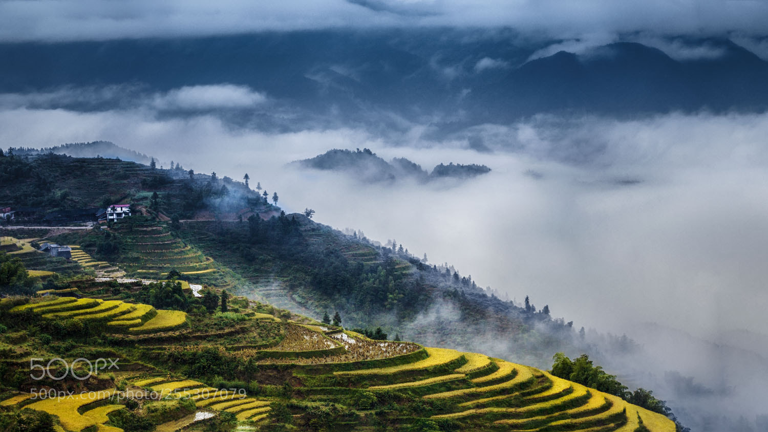 Canon EOS 5D Mark II sample photo. Autumn rice terraces after photography