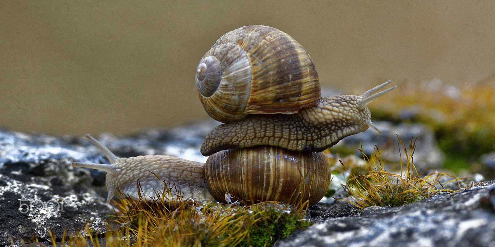 Nikon D800 + Nikon AF-S Nikkor 300mm F4D ED-IF sample photo. Snail at play photography