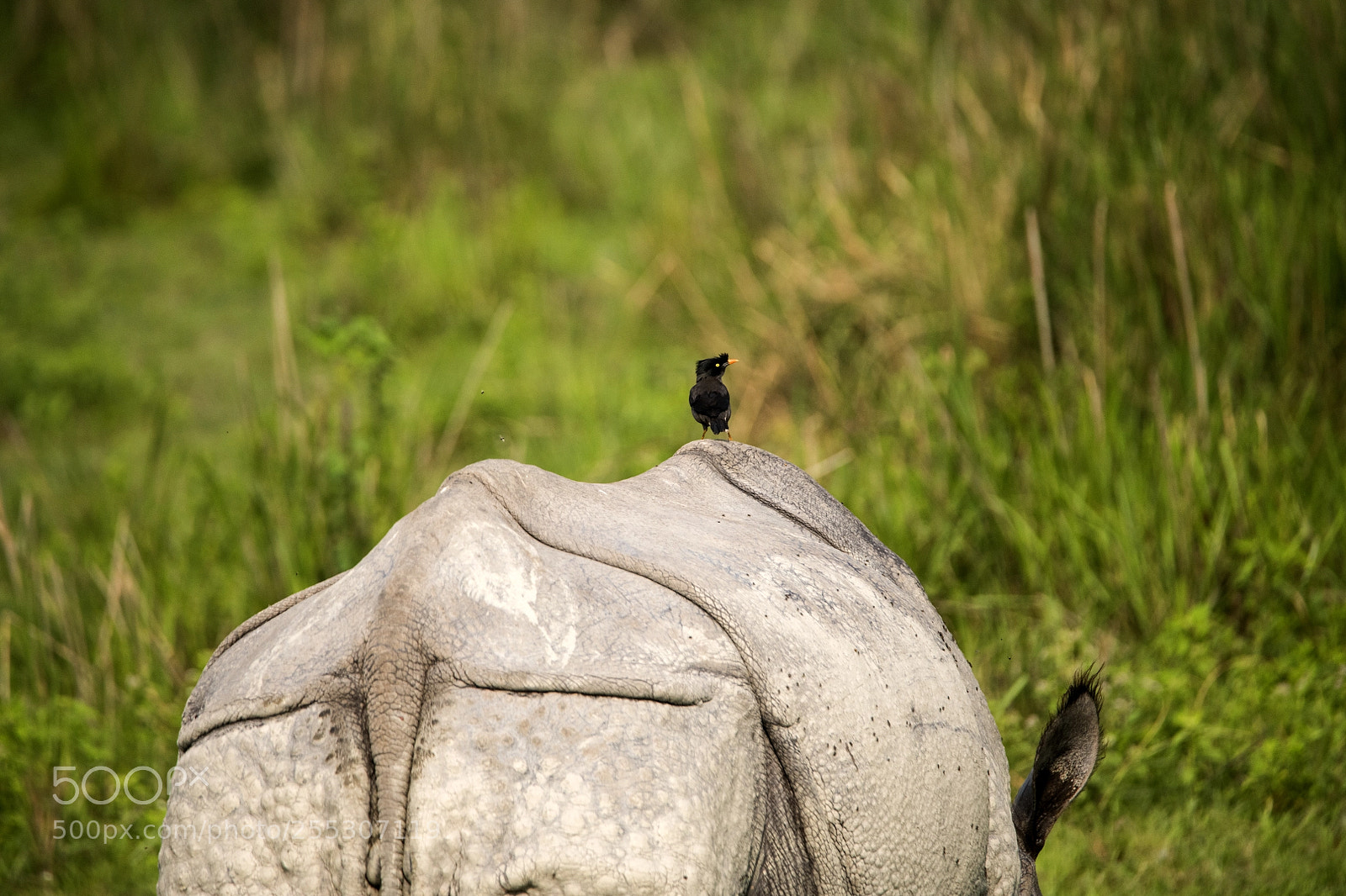 Nikon D850 sample photo. Asiatic rhino with common photography