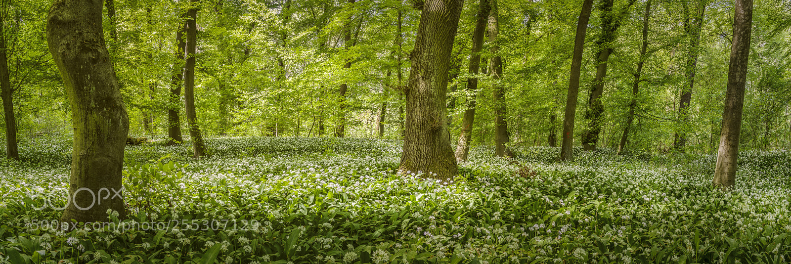 Sony a7R II sample photo. Wild garlic photography
