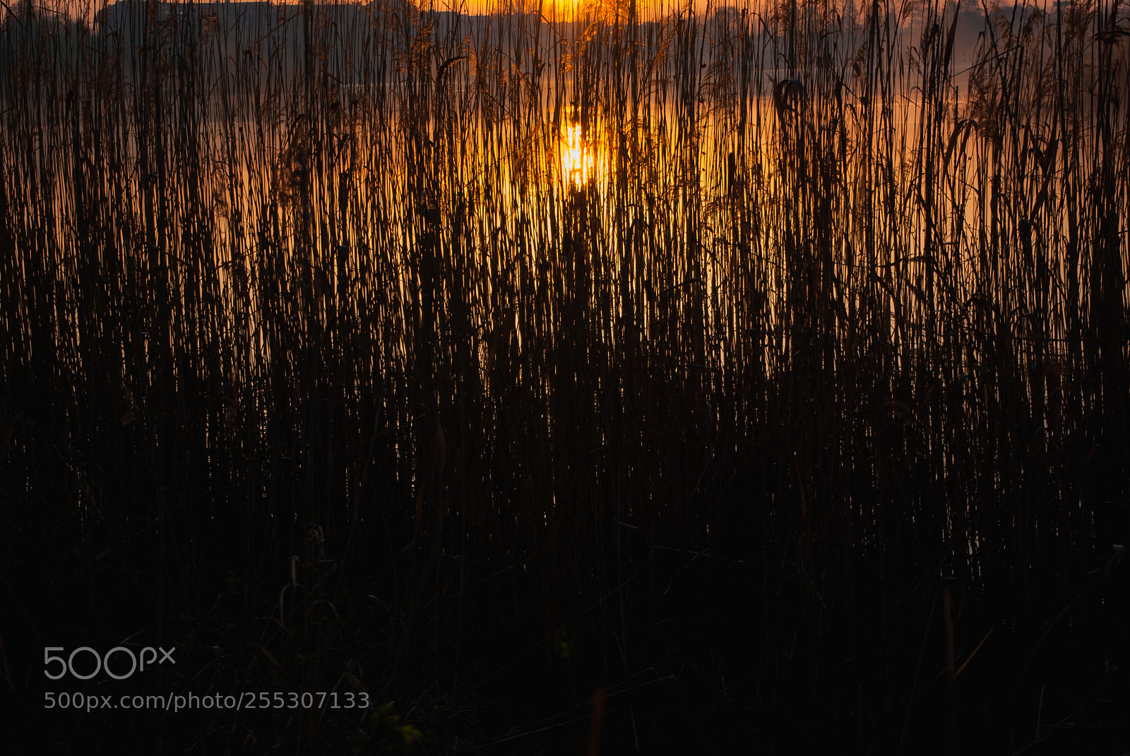 Pentax K10D sample photo. The sun behind the photography