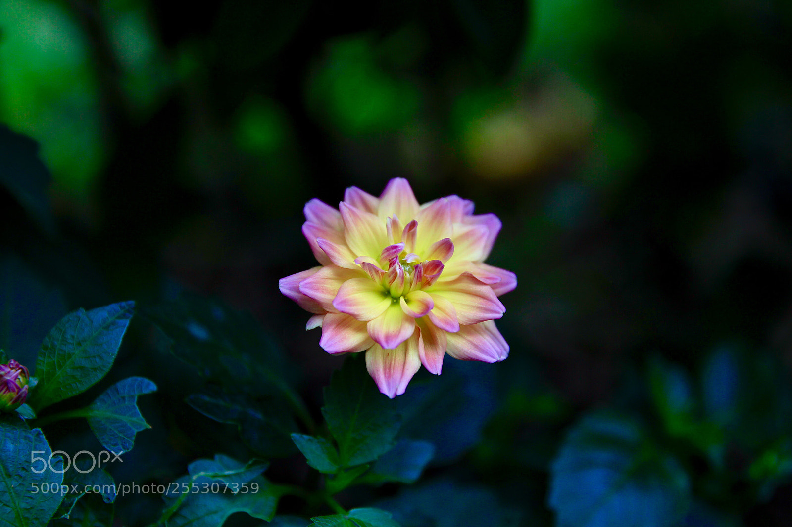Canon EOS-1D Mark IV sample photo. Untitled photography