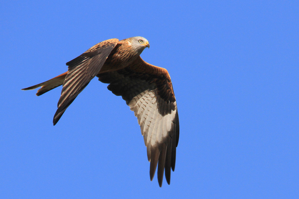 Canon EOS 7D + Sigma 150-500mm F5-6.3 DG OS HSM sample photo. Milan royal milvus milvus - red kite photography