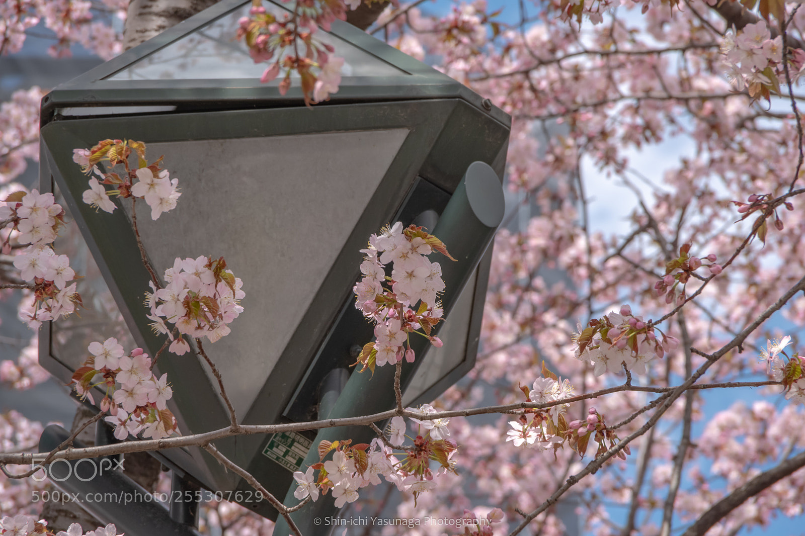 Pentax K-70 sample photo. Spring come to hokkaido. photography