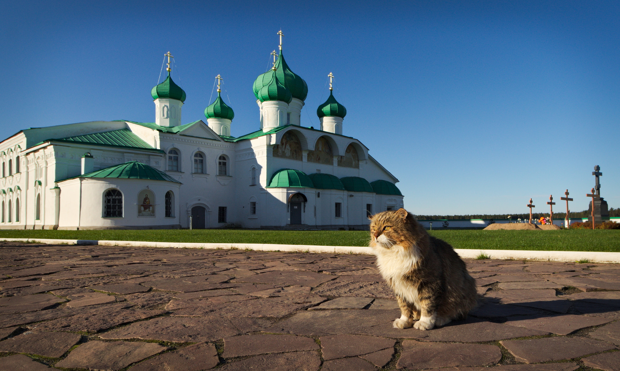 Canon EOS 650D (EOS Rebel T4i / EOS Kiss X6i) sample photo. Monastery cat photography
