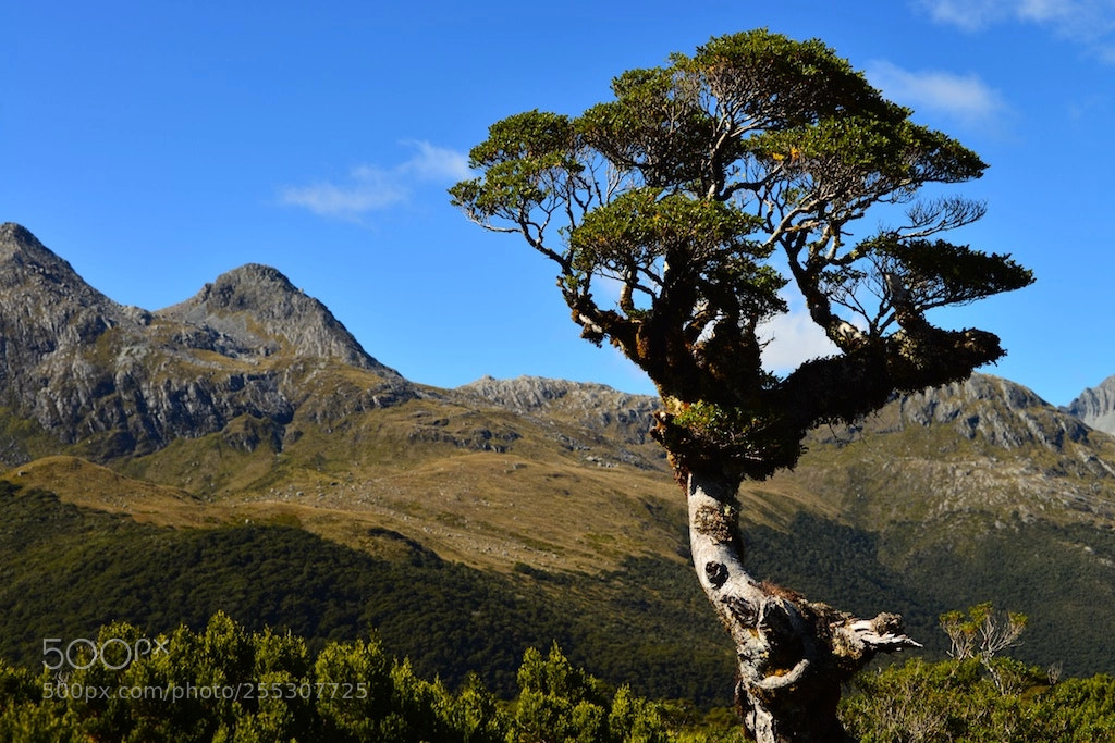 Nikon D600 sample photo. Tree on the routeburn photography
