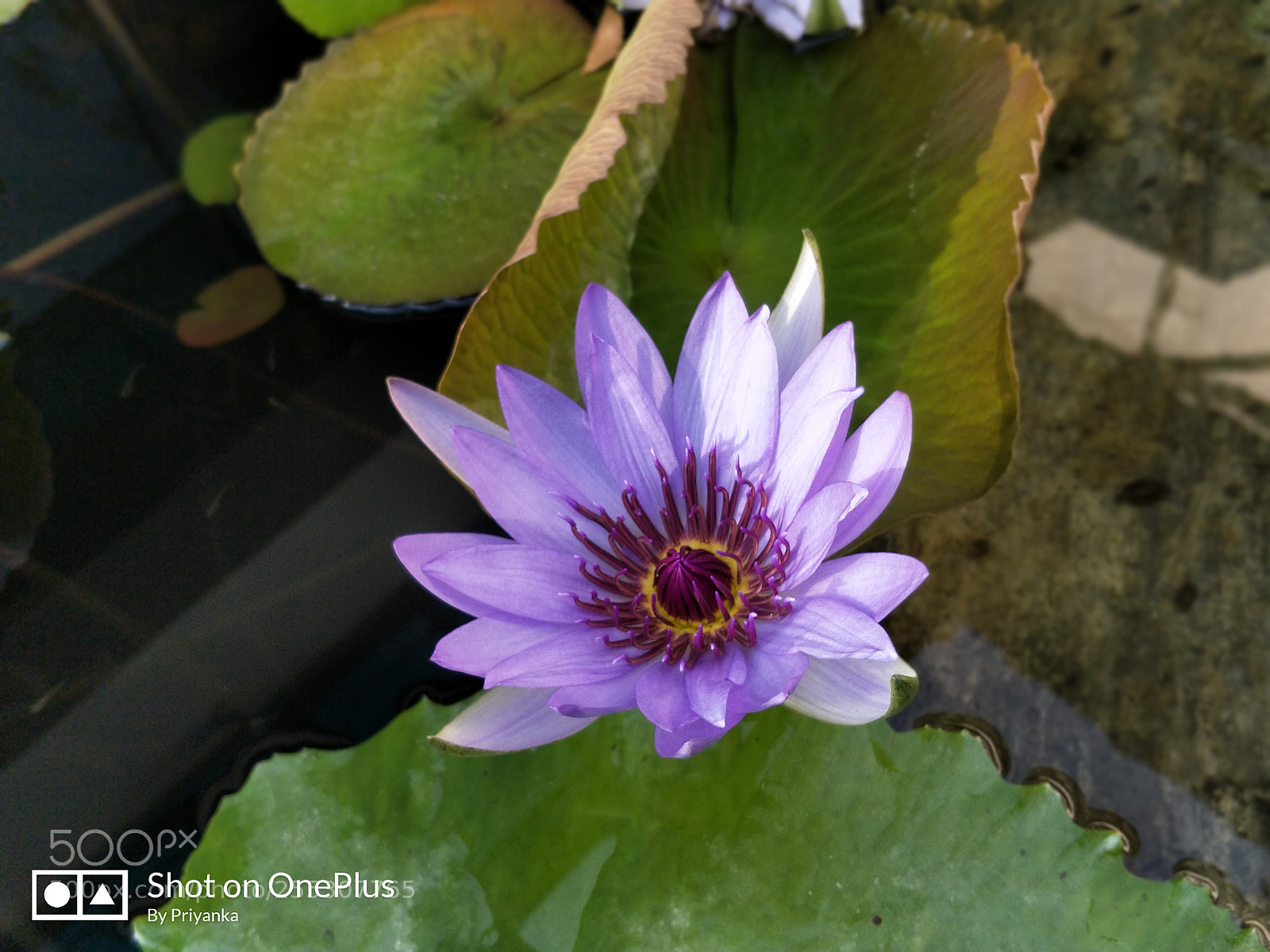 OnePlus 5 sample photo. Lotus photography