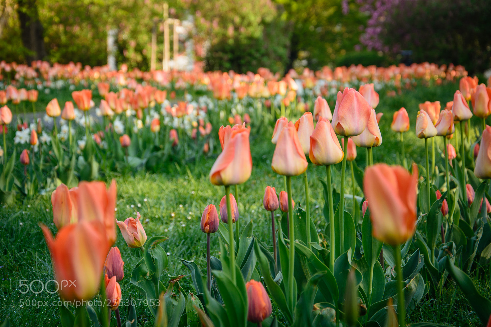Nikon D7100 sample photo. Springtime photography