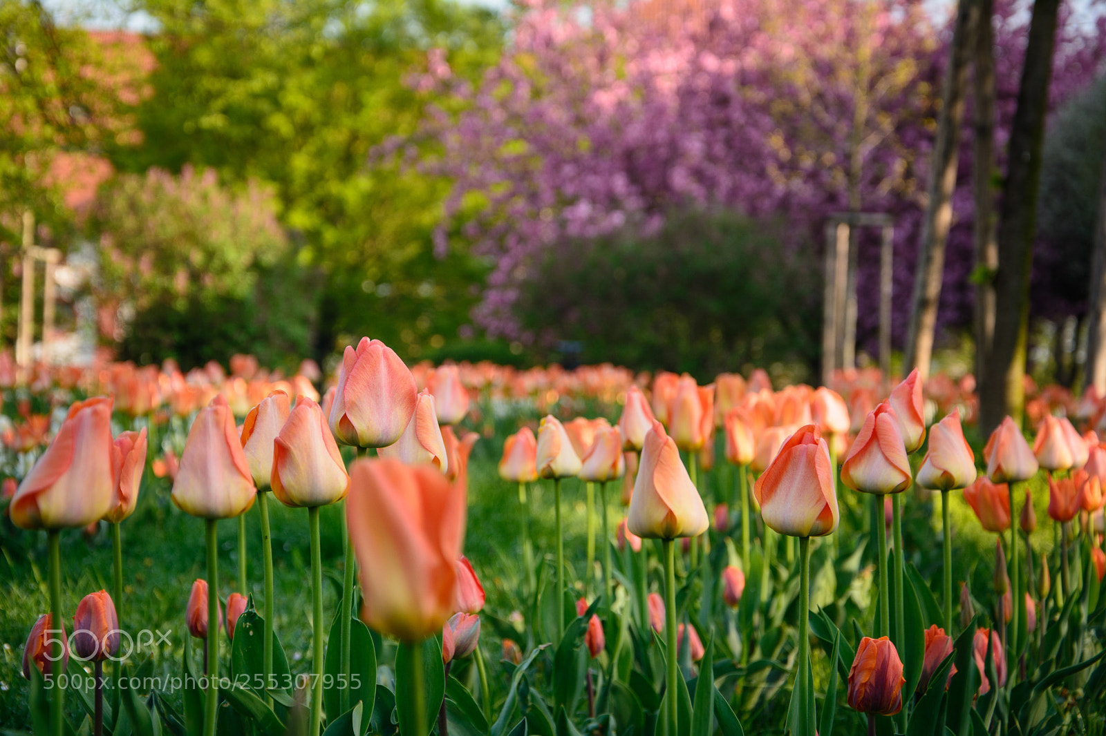 Nikon D7100 sample photo. Springtime photography