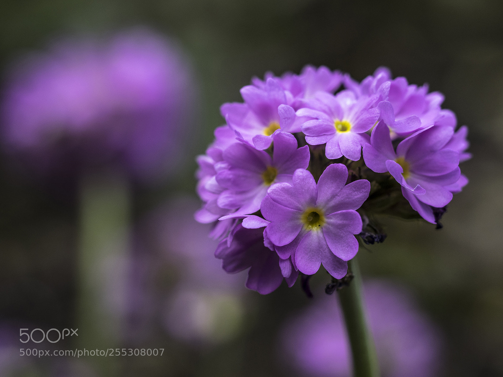 Olympus OM-D E-M1 sample photo. Spring flower echo photography