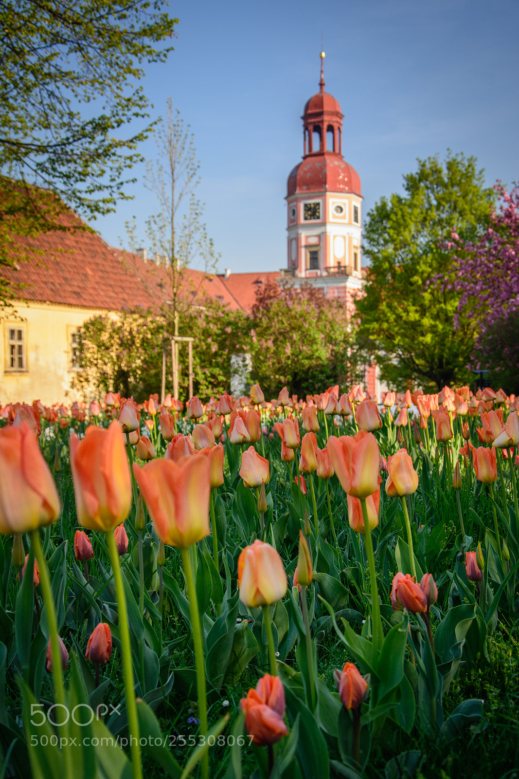 Nikon D7100 sample photo. Springtime photography