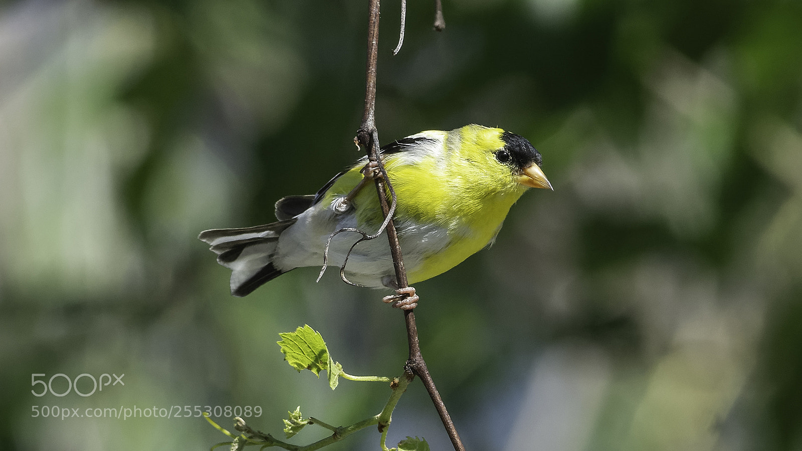 Nikon D7100 sample photo. Goldfinch on a grapevine photography