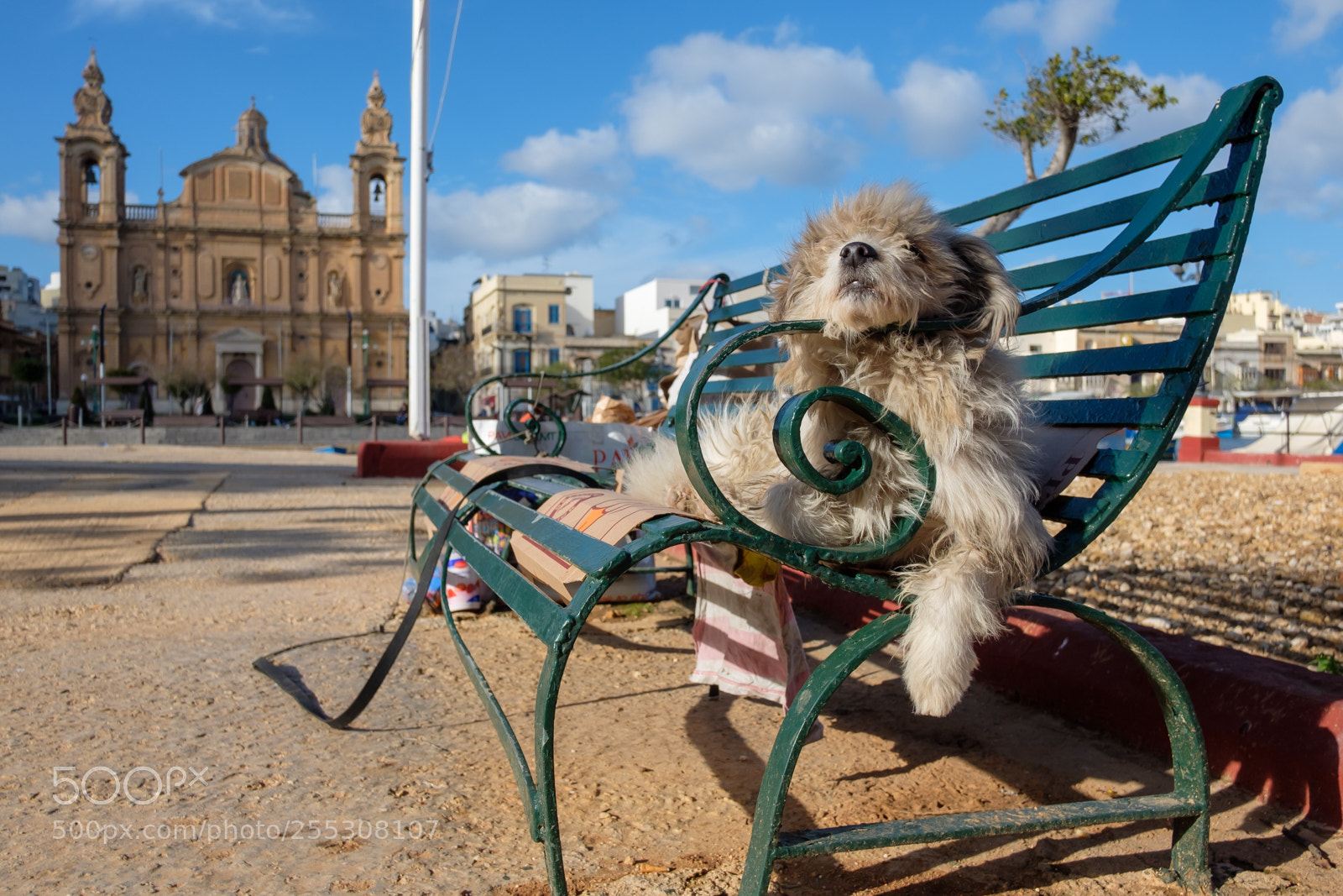 Fujifilm X-T20 sample photo. Lazy dog photography