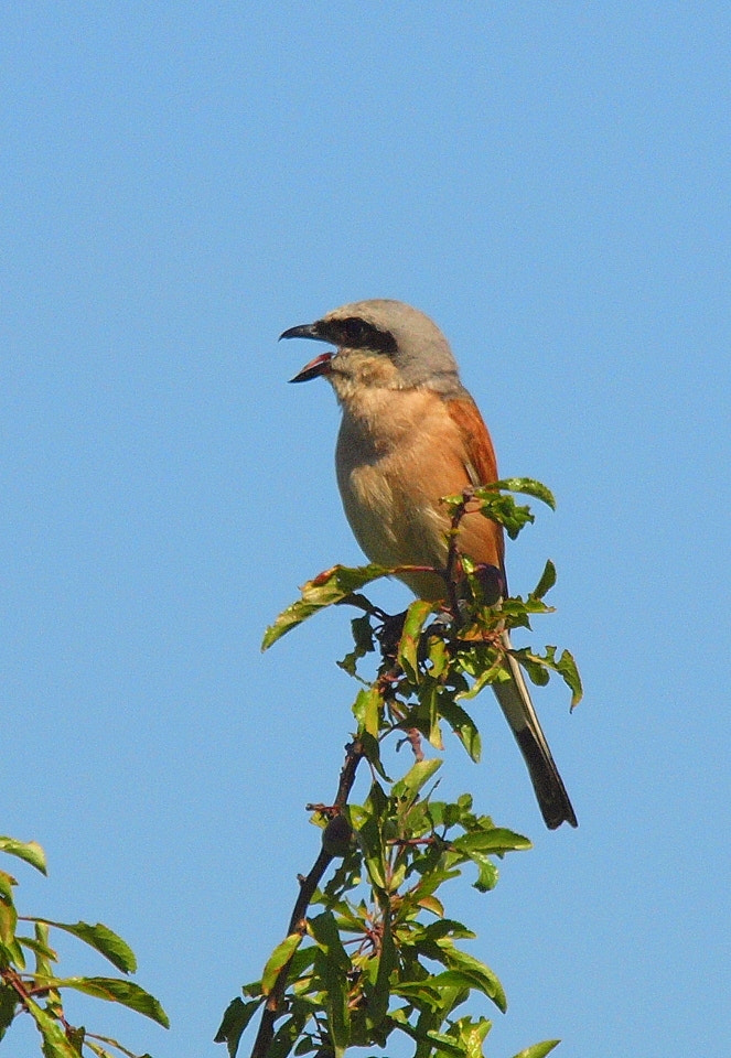 Olympus E-30 sample photo. Pie-grièche écorcheur lanius collurio - red-backed photography