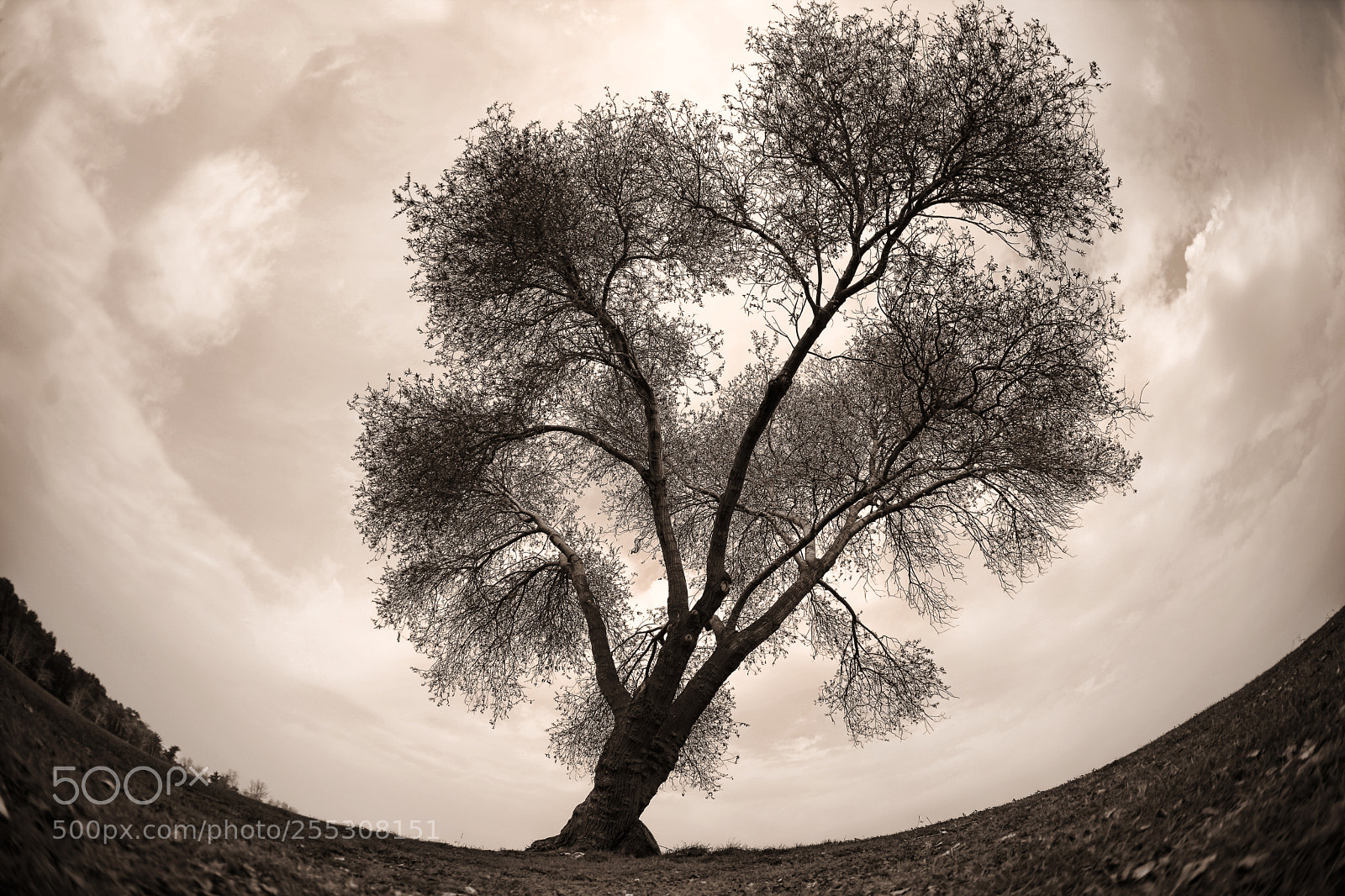 Canon EOS 5D Mark II sample photo. Lonely photography