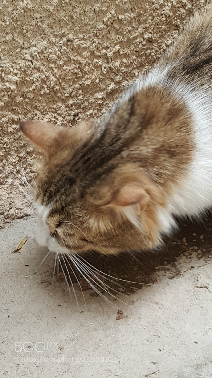 Samsung GALAXY S6 edge sample photo. Biba..wiskers photography