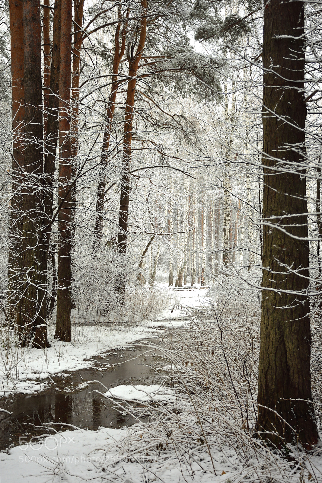 Nikon D7200 sample photo. And snow again photography
