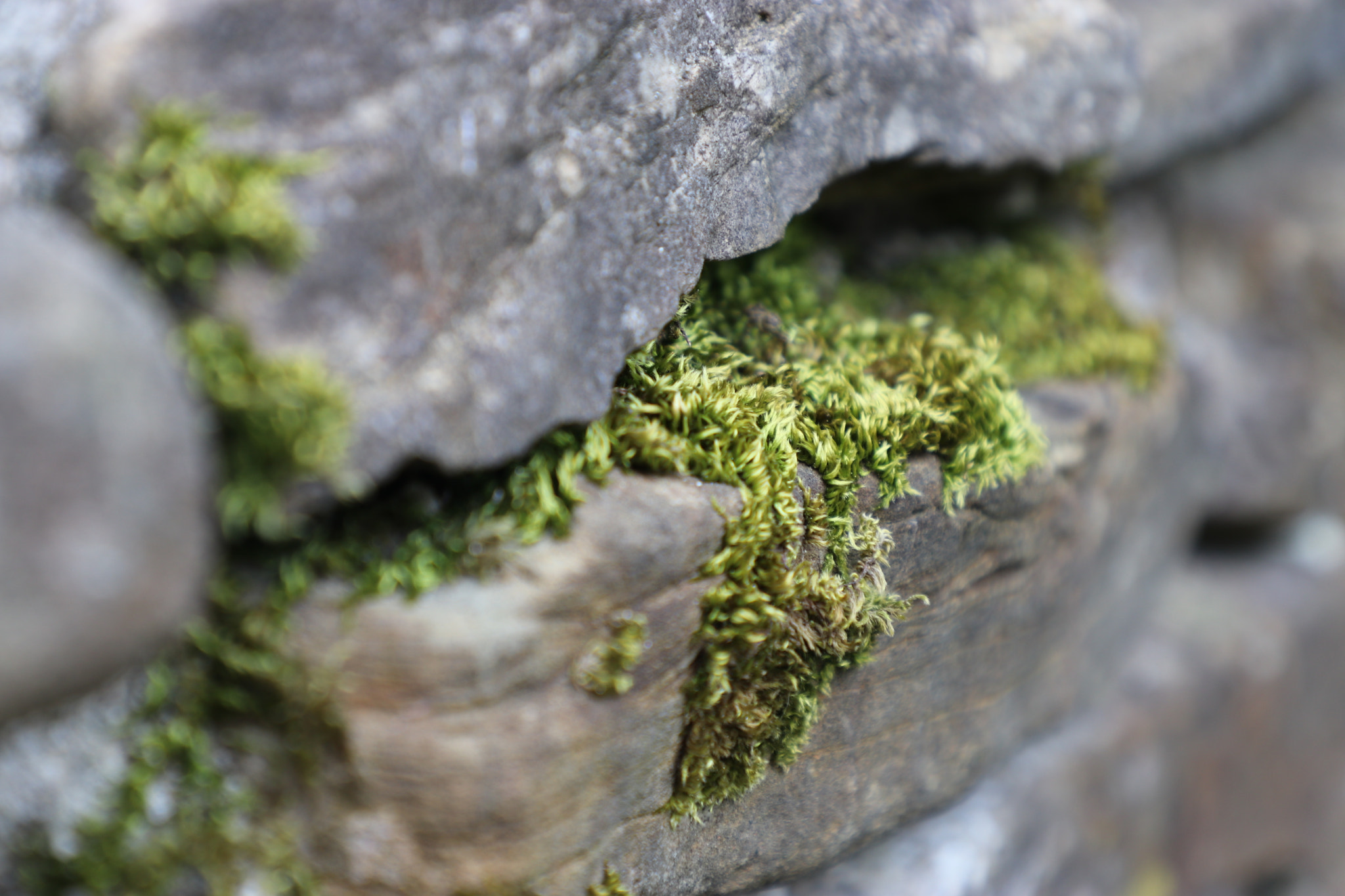Canon EF 24-105mm F4L IS II USM sample photo. Tonature photography