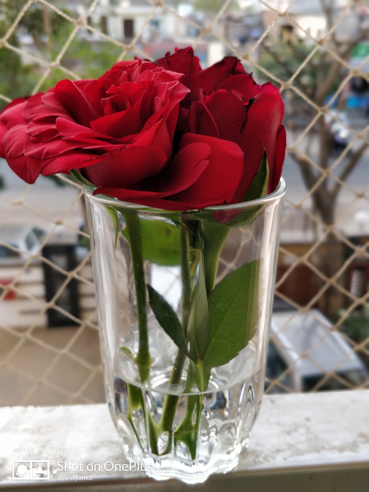 OnePlus 5 sample photo. Untitled photography