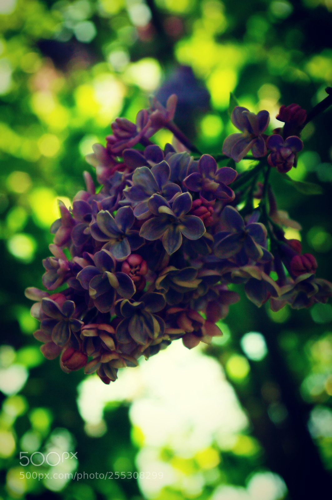 Pentax K20D sample photo. C photography