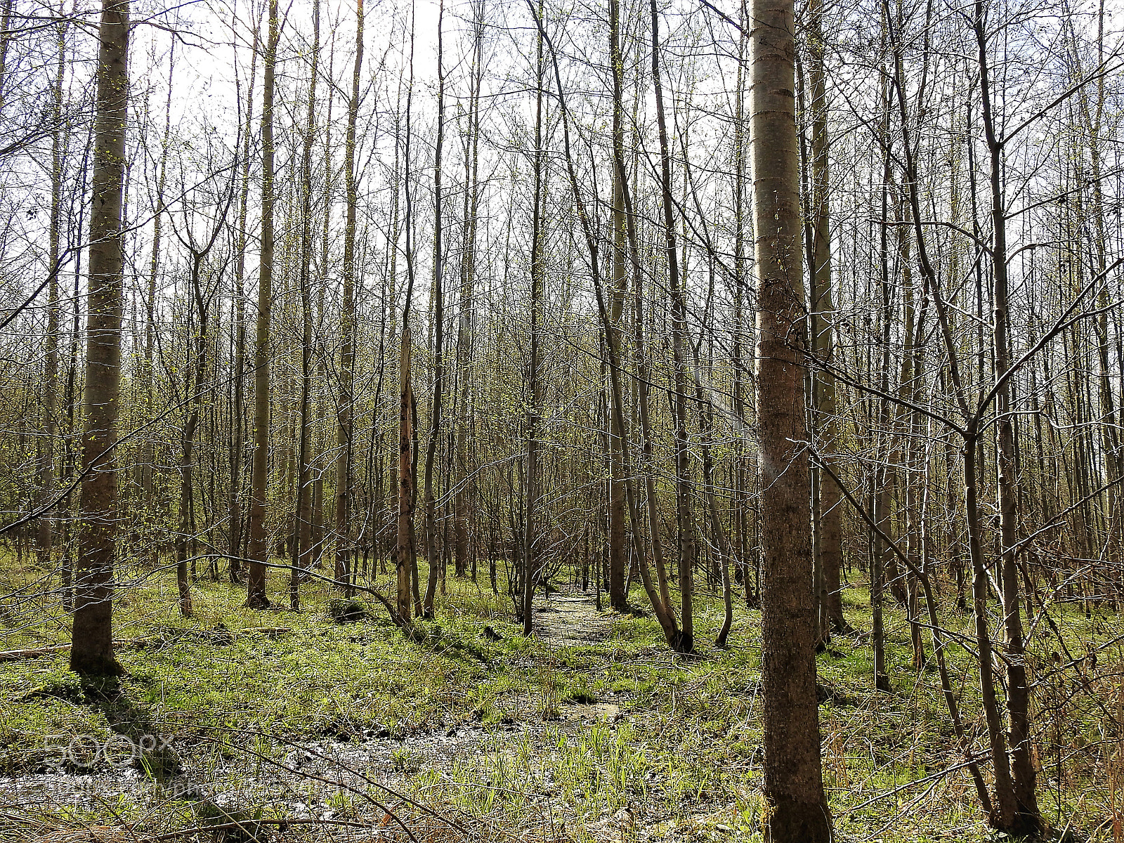 Nikon Coolpix P900 sample photo. Spring forest photography
