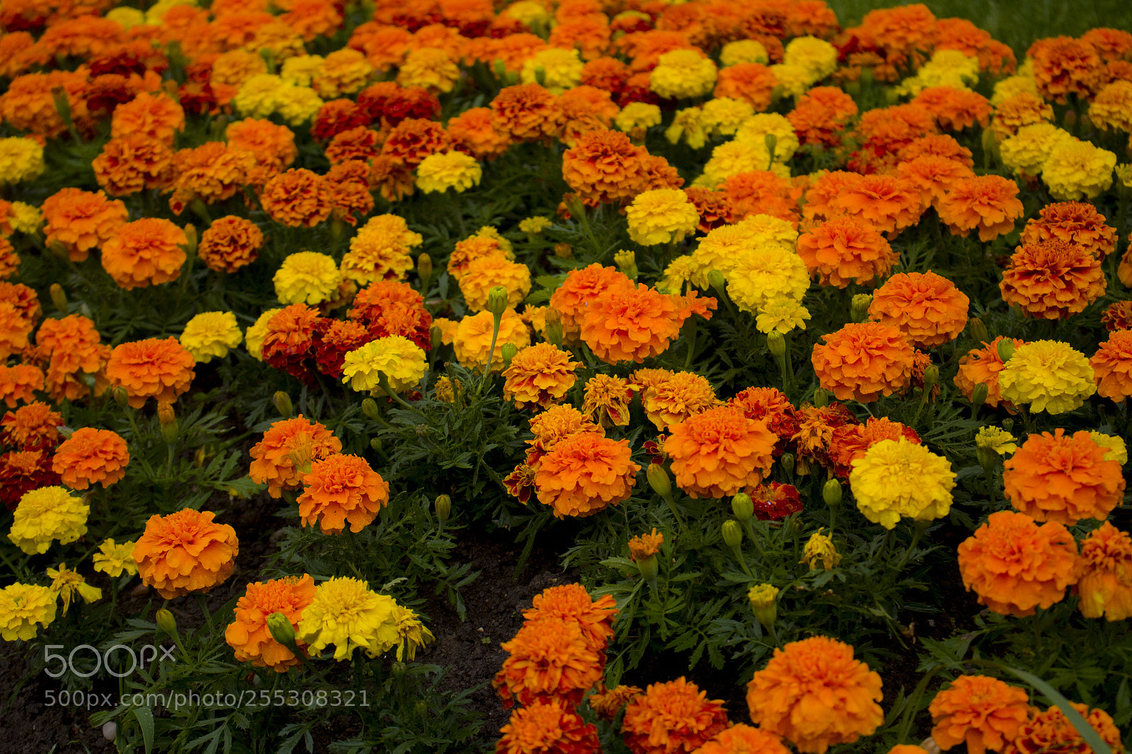 Canon EOS 100D (EOS Rebel SL1 / EOS Kiss X7) sample photo. Flower bed photography