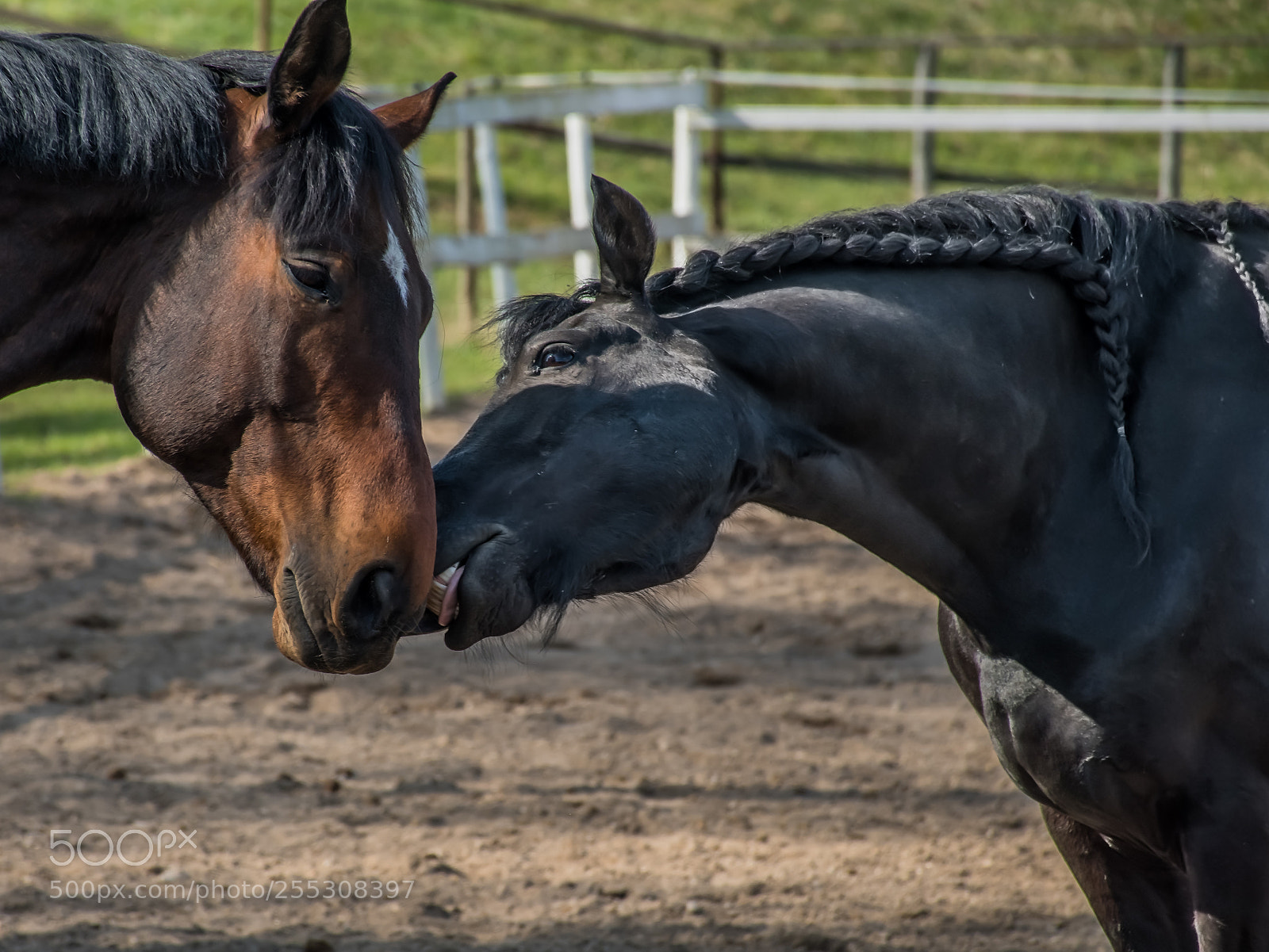 Nikon D7500 sample photo. Now do not be photography