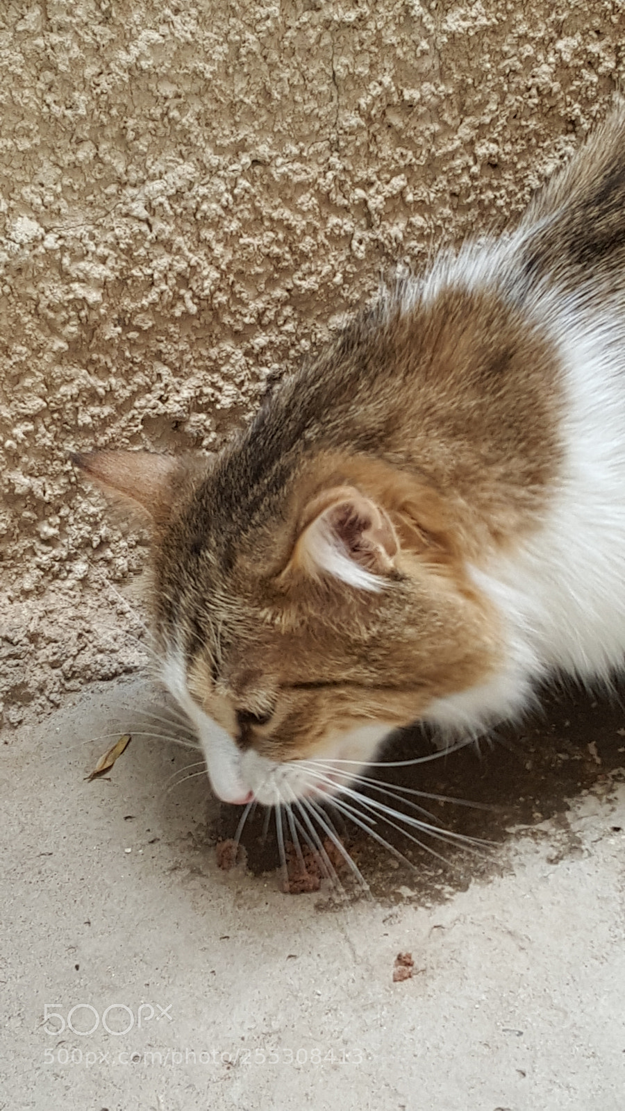 Samsung GALAXY S6 edge sample photo. Biba..meal time photography