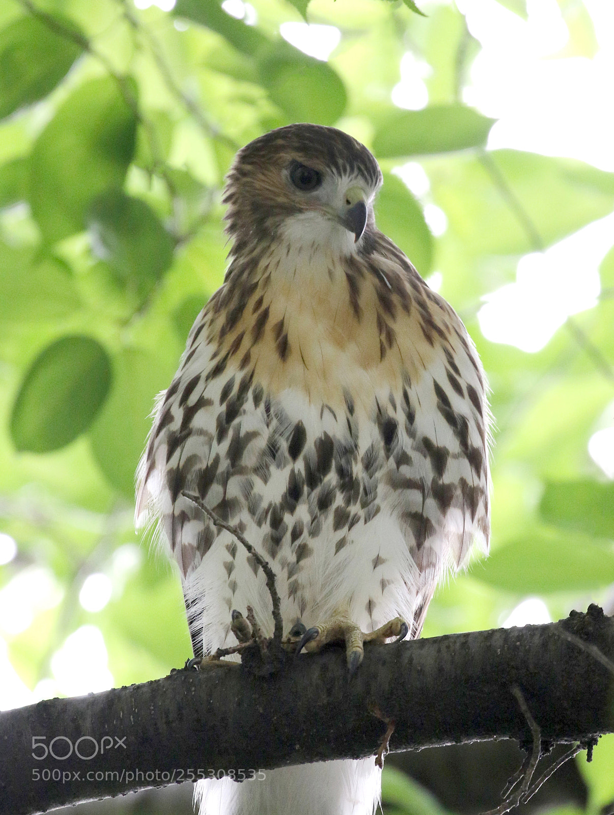 Canon EOS 7D Mark II sample photo. Surveyor photography