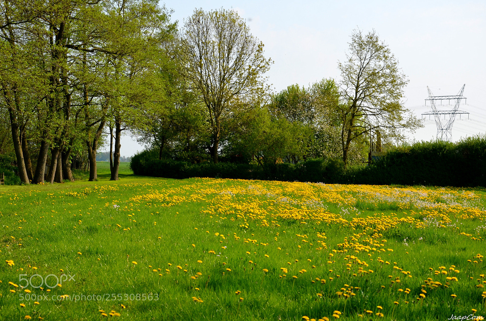 Nikon D5100 sample photo. Flowers landscape photography