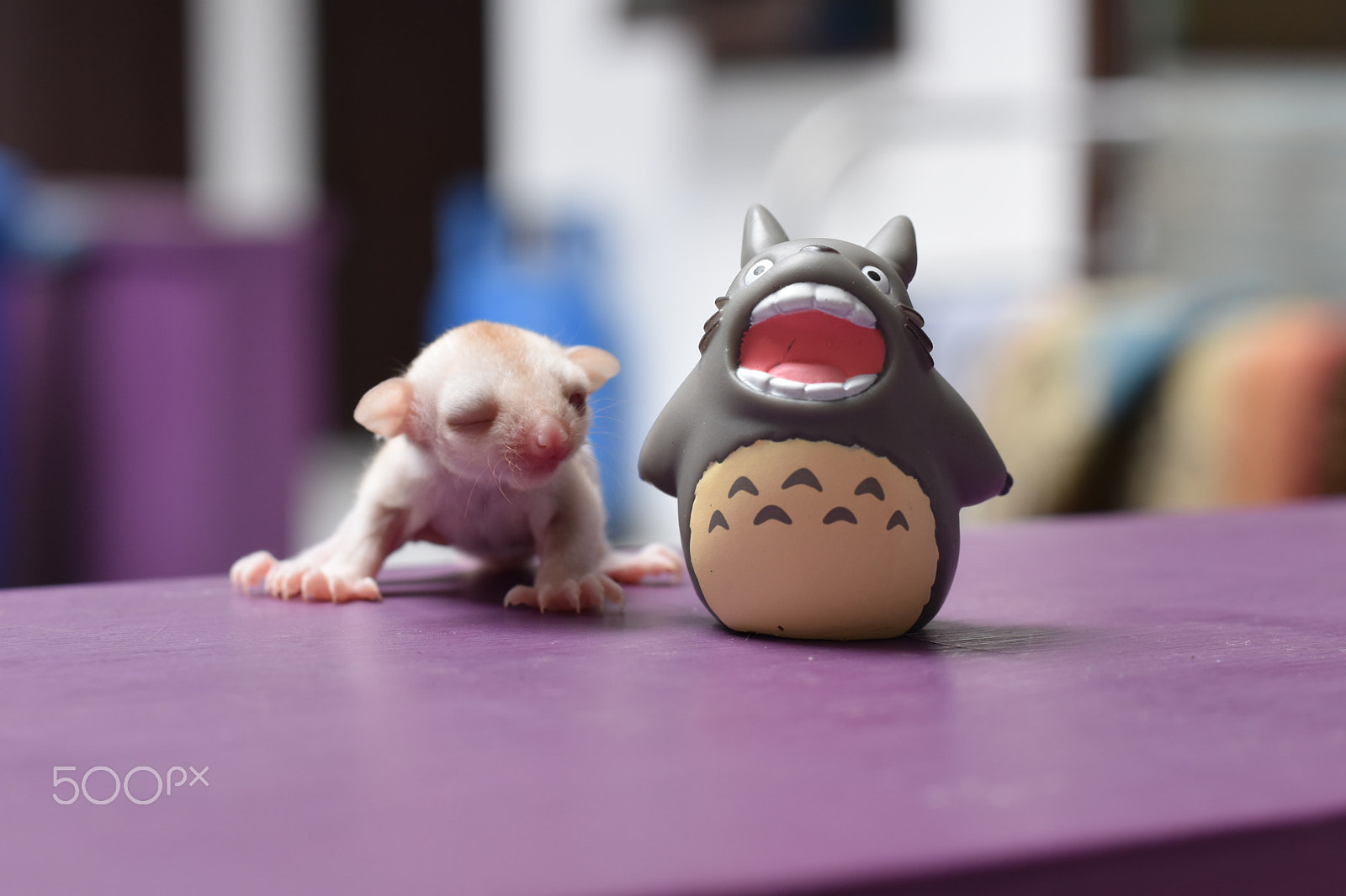 Nikon D5600 + Nikon AF-S Nikkor 50mm F1.8G sample photo. Totoro and sugar glider photography